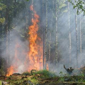 refonte global paleofire database 2024